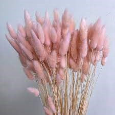 Pink Dried Rabbit Tail Grass (Pack of 5)