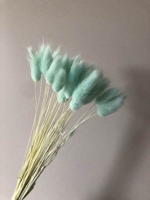 Dried Pampas Bunny Tail Turquoise (1pc)