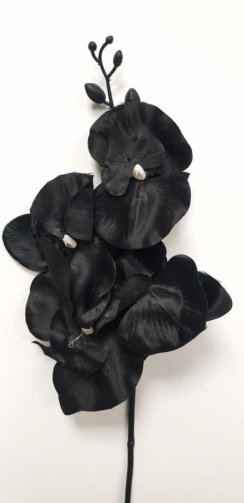 Black Orchid Stem